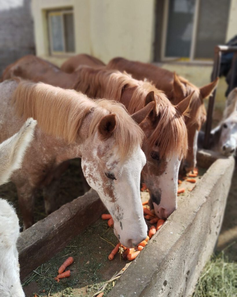 Pferdehilfe Kairo e.V.