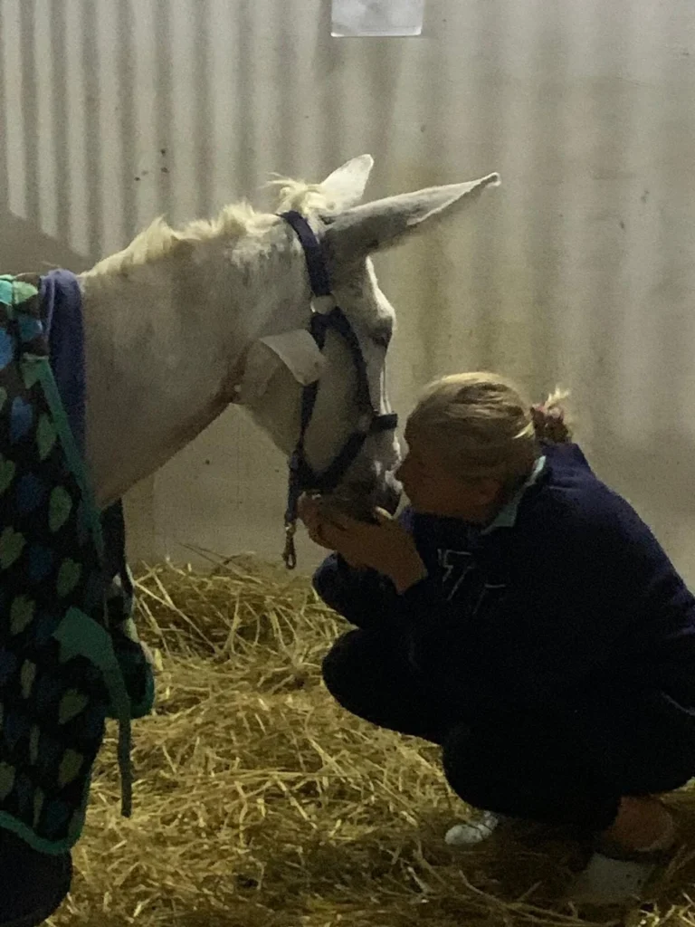 Pferdehilfe Kairo e. V. Galerie