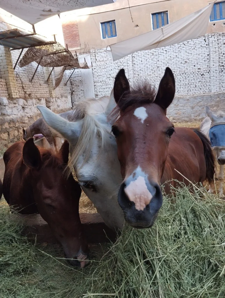 Stute mit zwei Fohlen beim fressen.