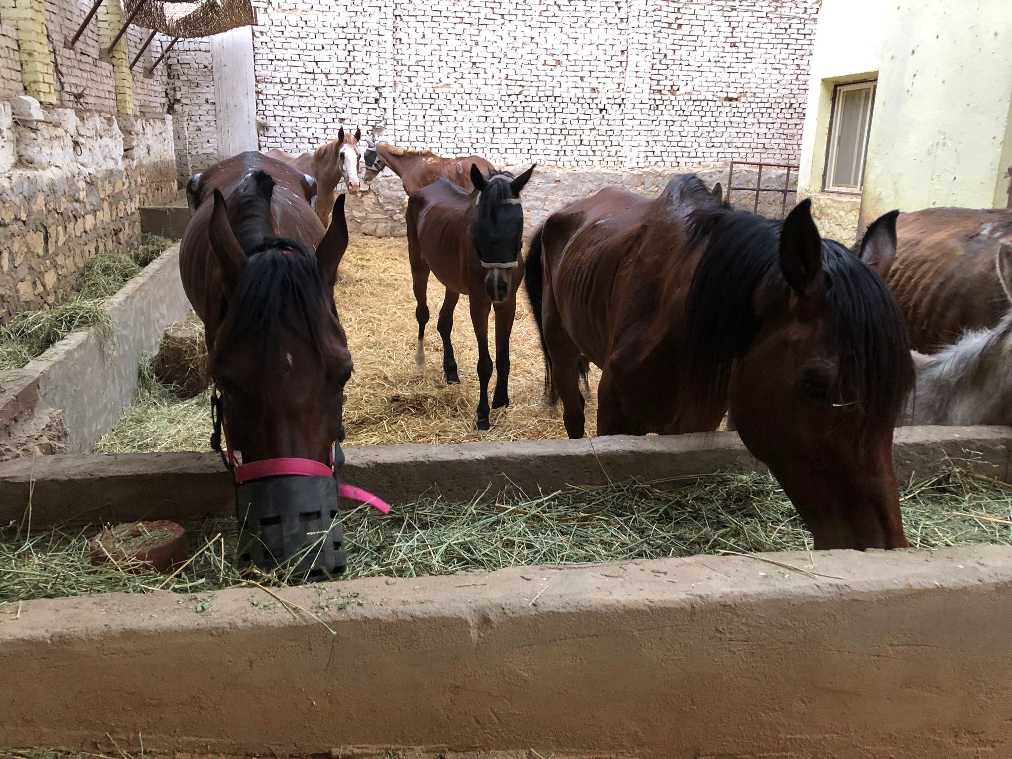 Pferdehilfe Kairo e. V.