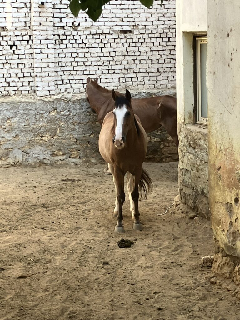 Pferdehilfe Kairo e. V. Galerie
