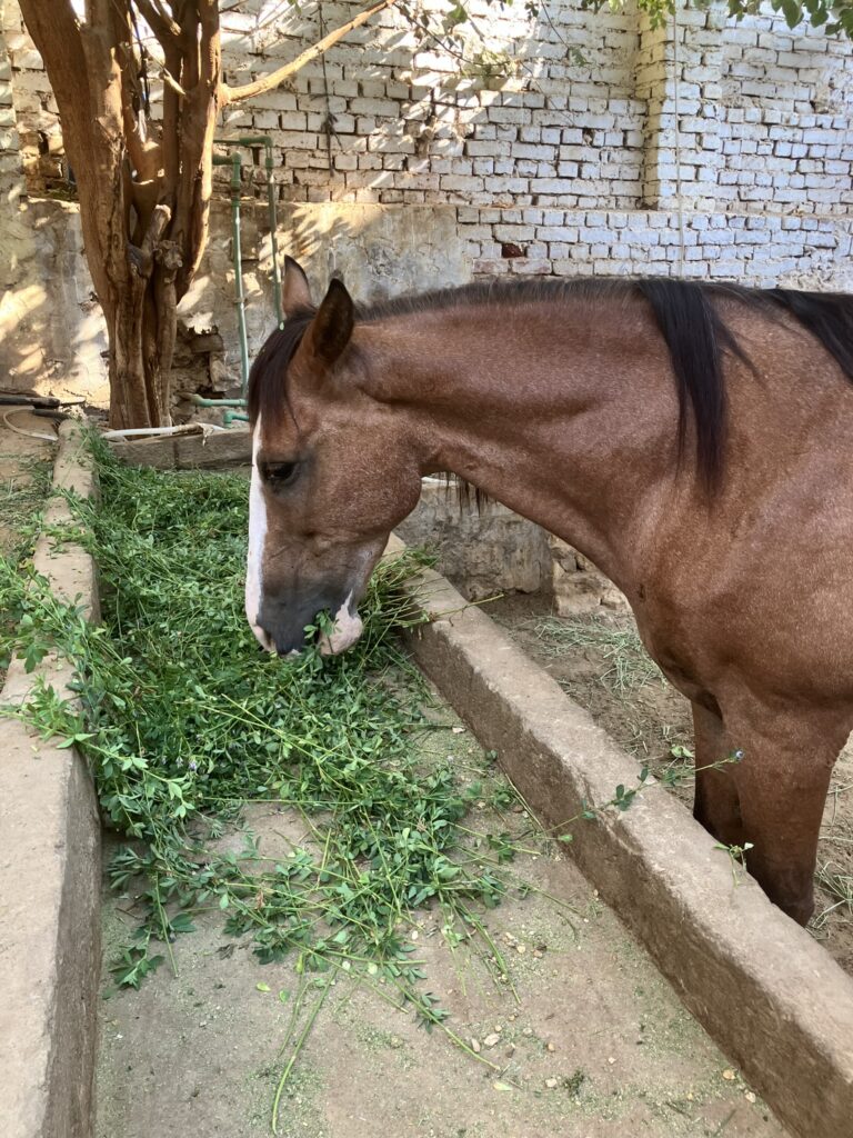 Pferdehilfe Kairo e. V. Galerie