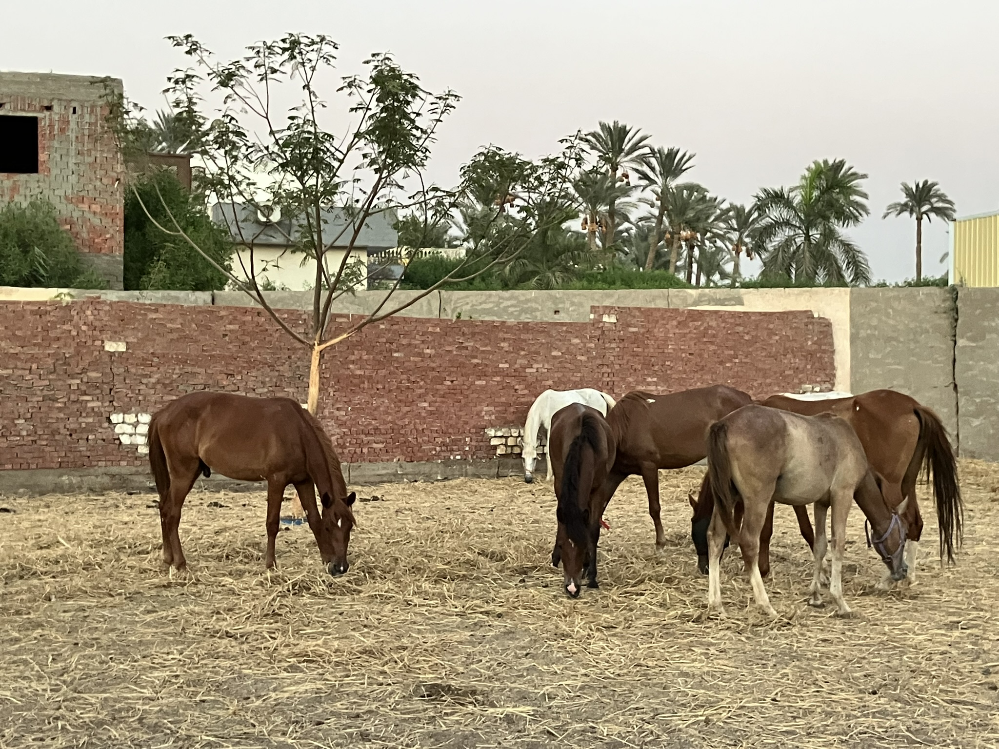 Pferdehilfe Kairo e. V. Hero-Scene