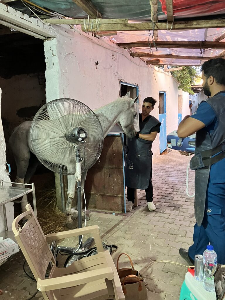 Pferdehilfe Kairo e. V. Galerie