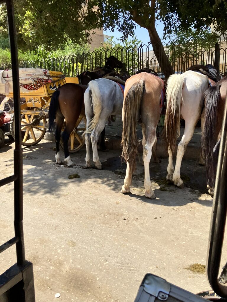 Pferdehilfe Kairo e. V. Galerie