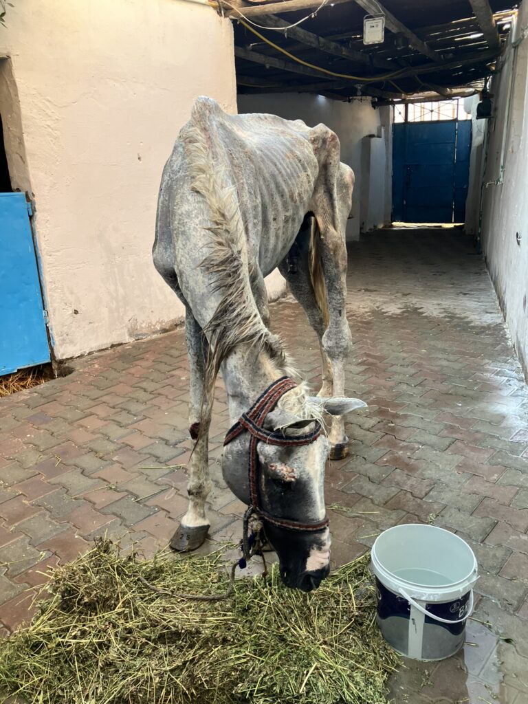 Pferdehilfe Kairo e. V. Galerie