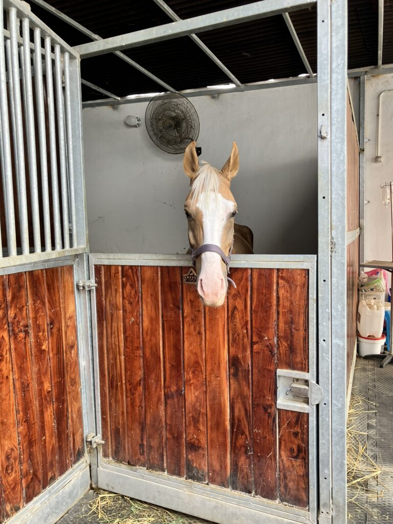 Cerveza schaut aus der Box