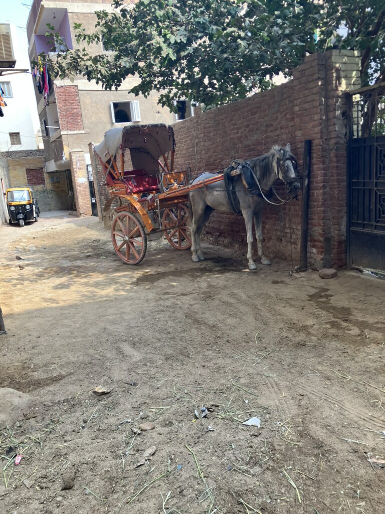 Pferdehilfe Kairo e. V. Galerie