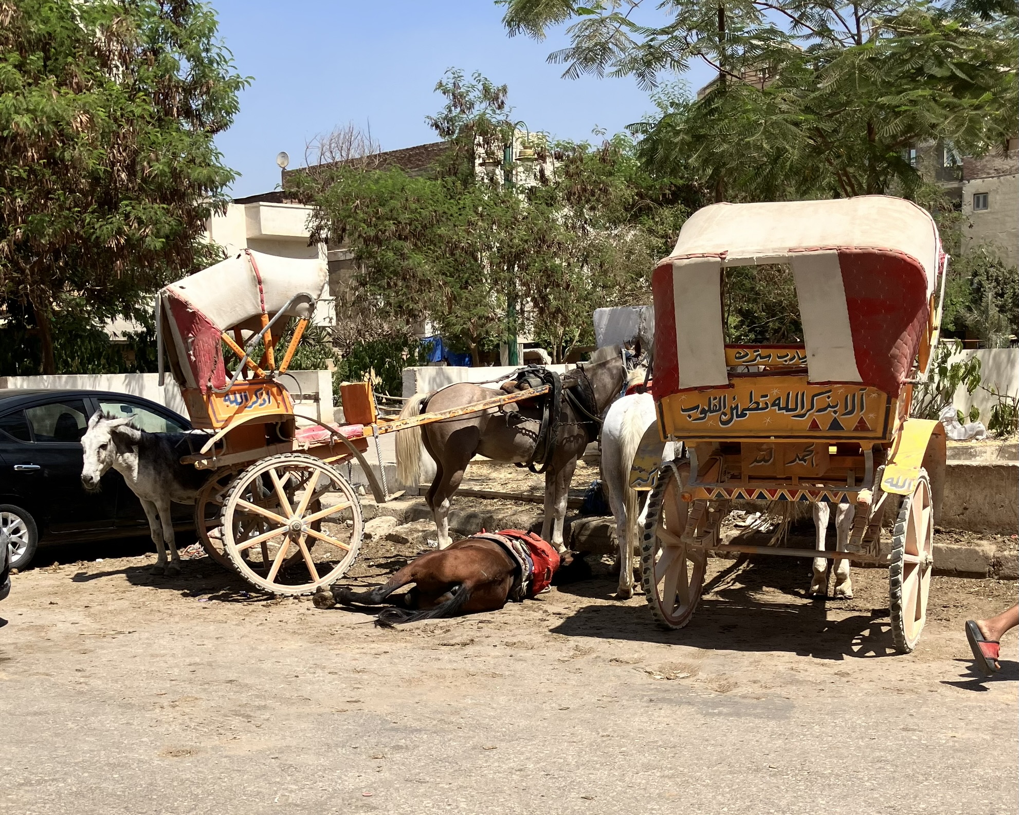 Pferdehilfe Kairo e. V. Hero-Scene